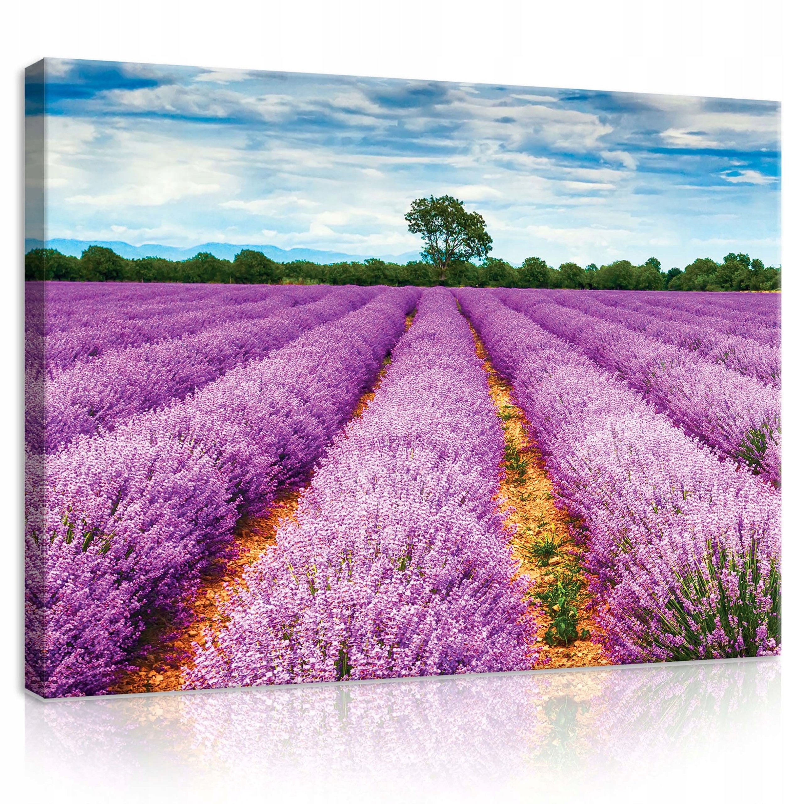 Obraz 100x75 Pole levandule Provence léto klid příroda květiny obzor