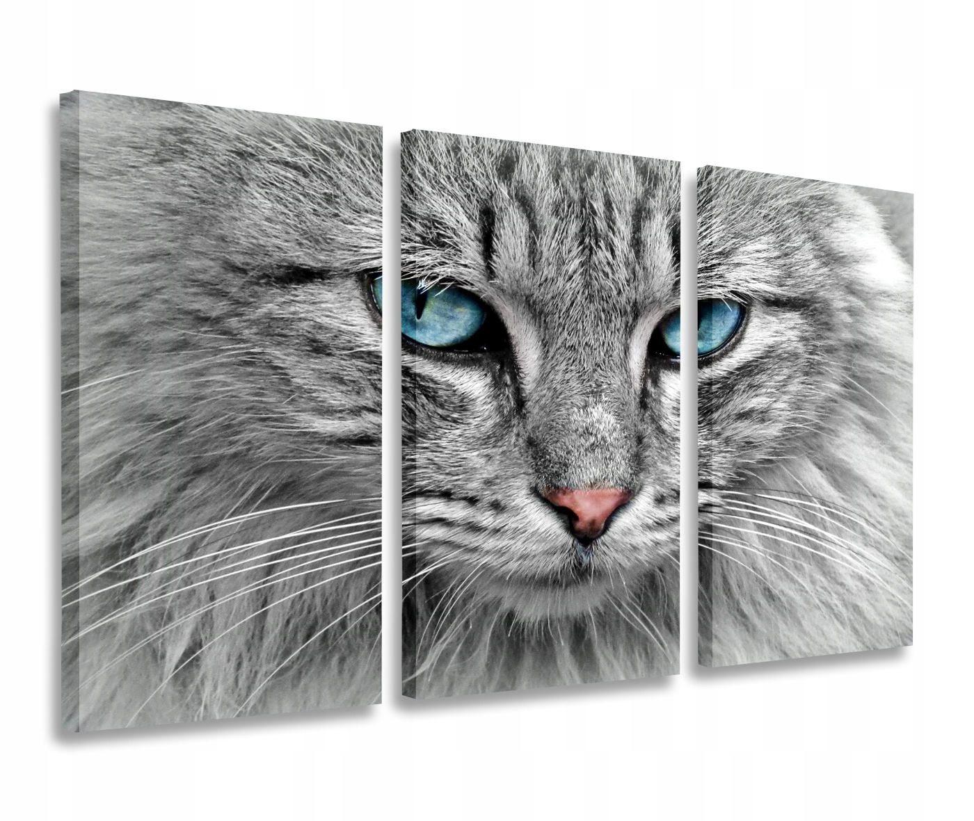 Obraz Kot Oczy Turkusowe Obrazy Tryptyk 120x80