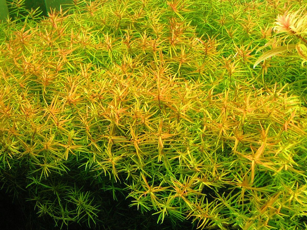 DIDIPLIS DIANDRA 5 SZT. - hodowla podwodna