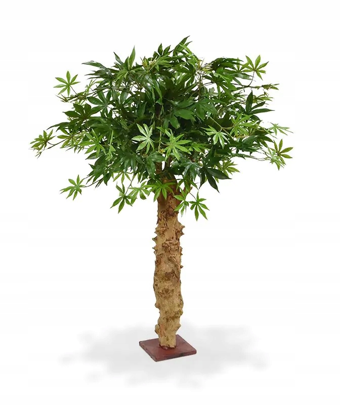 sztuczny piękny zielony Klon palmowy na prawdziwym pniu bonsai klony