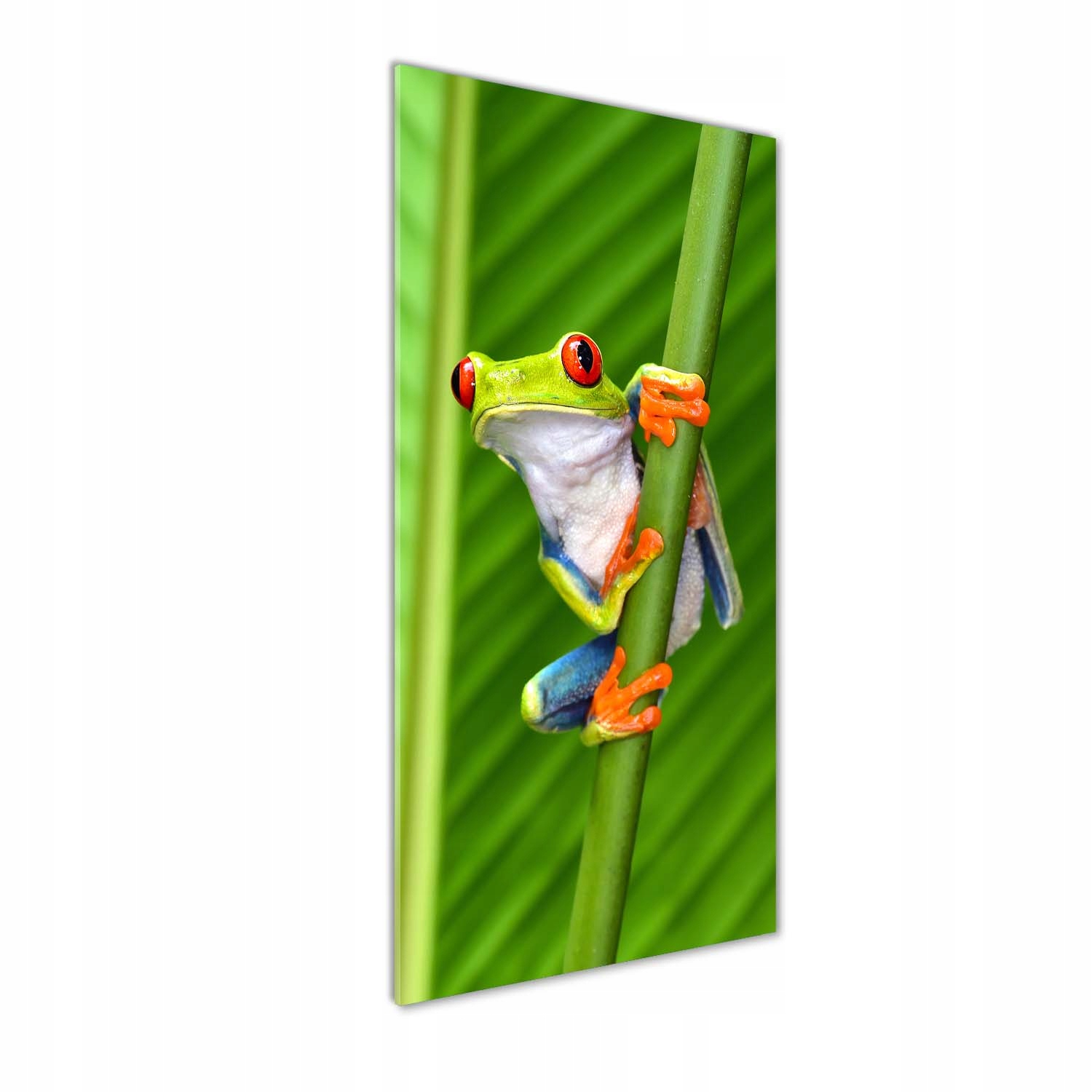 

Foto obraz szklany pionowy Rzekotka drzewna 50x125