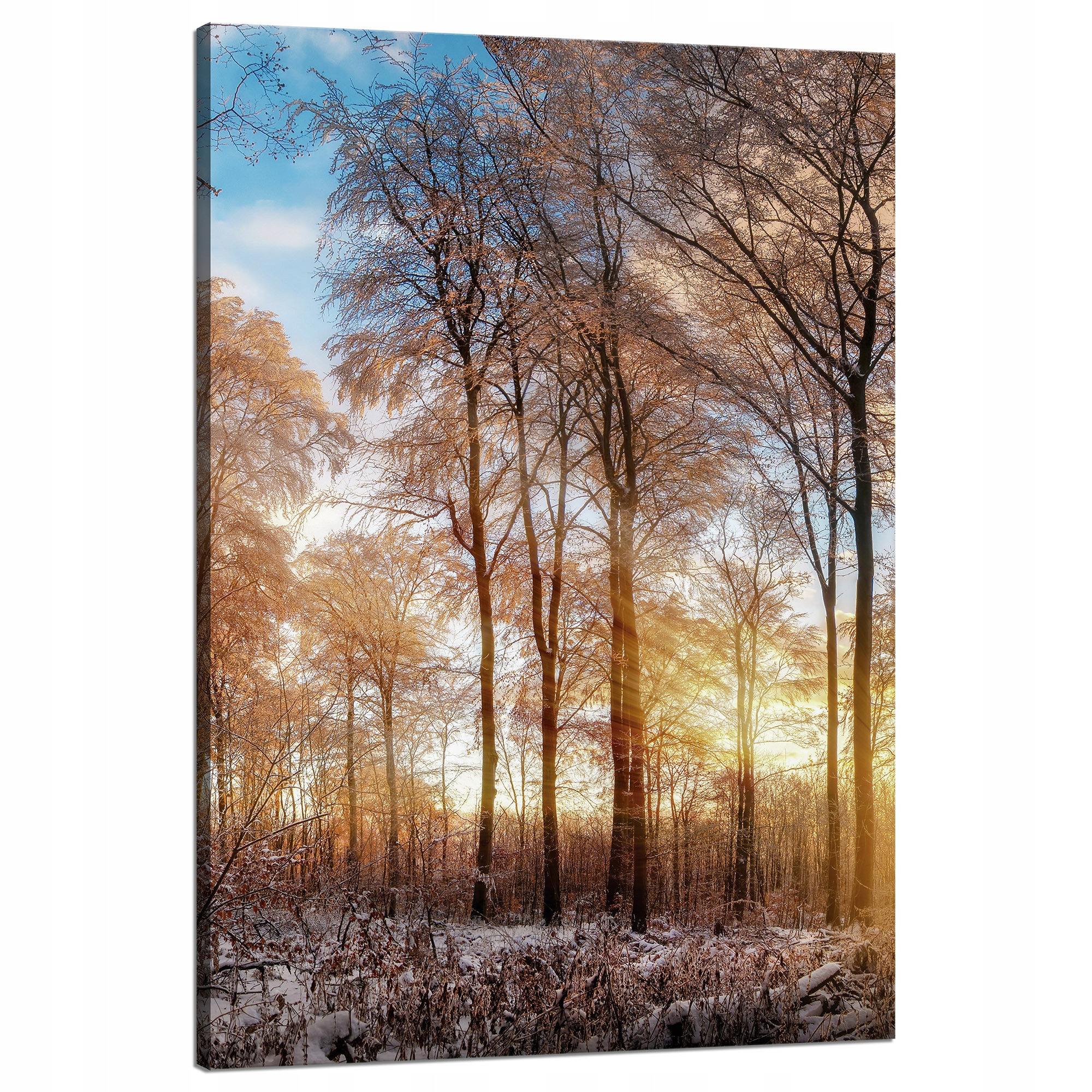 Obraz na plátně Stromy Zima Vycházející Slunce 80x120 cm