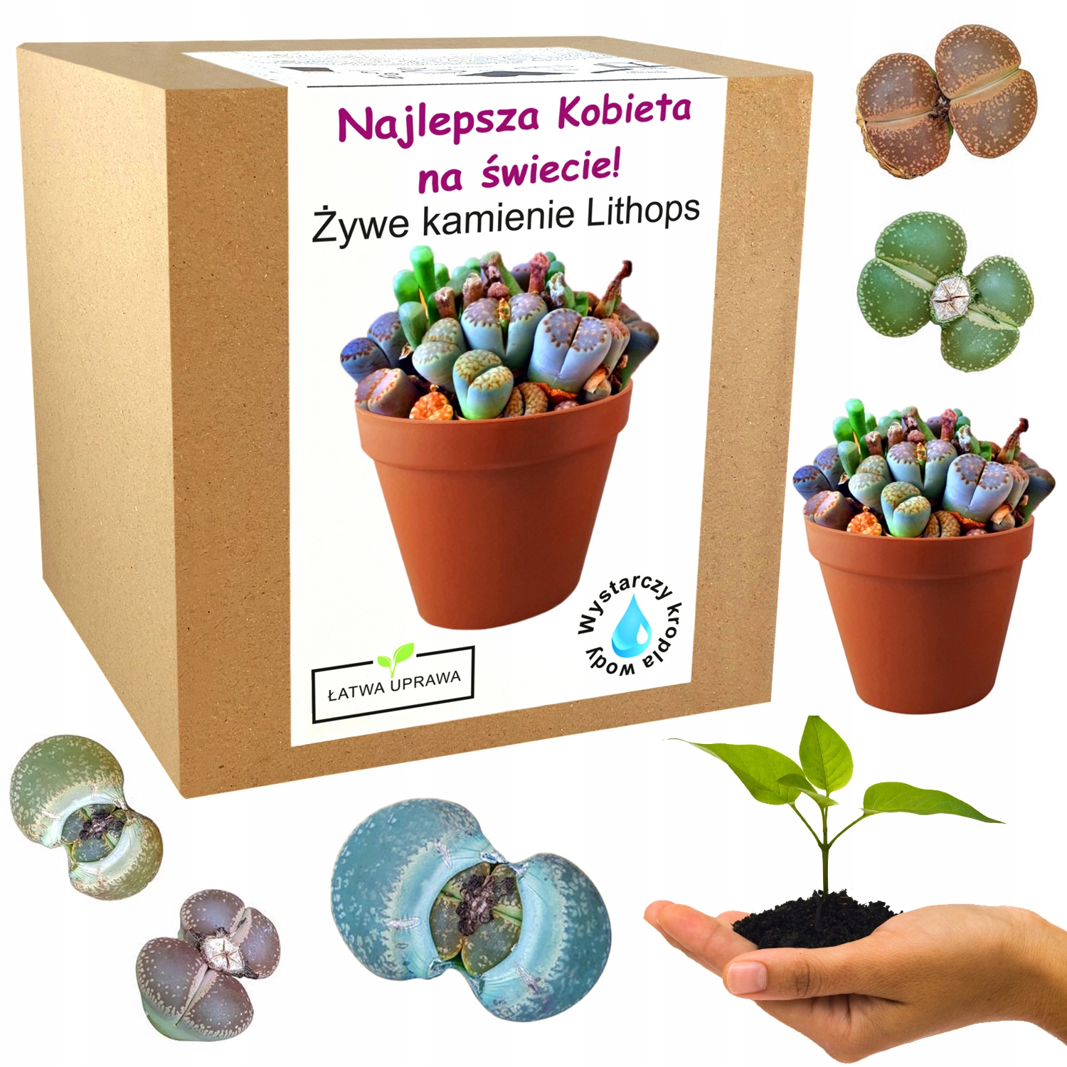 

Zestaw Uprawy Żywe Kamienie Dzień Kobiet