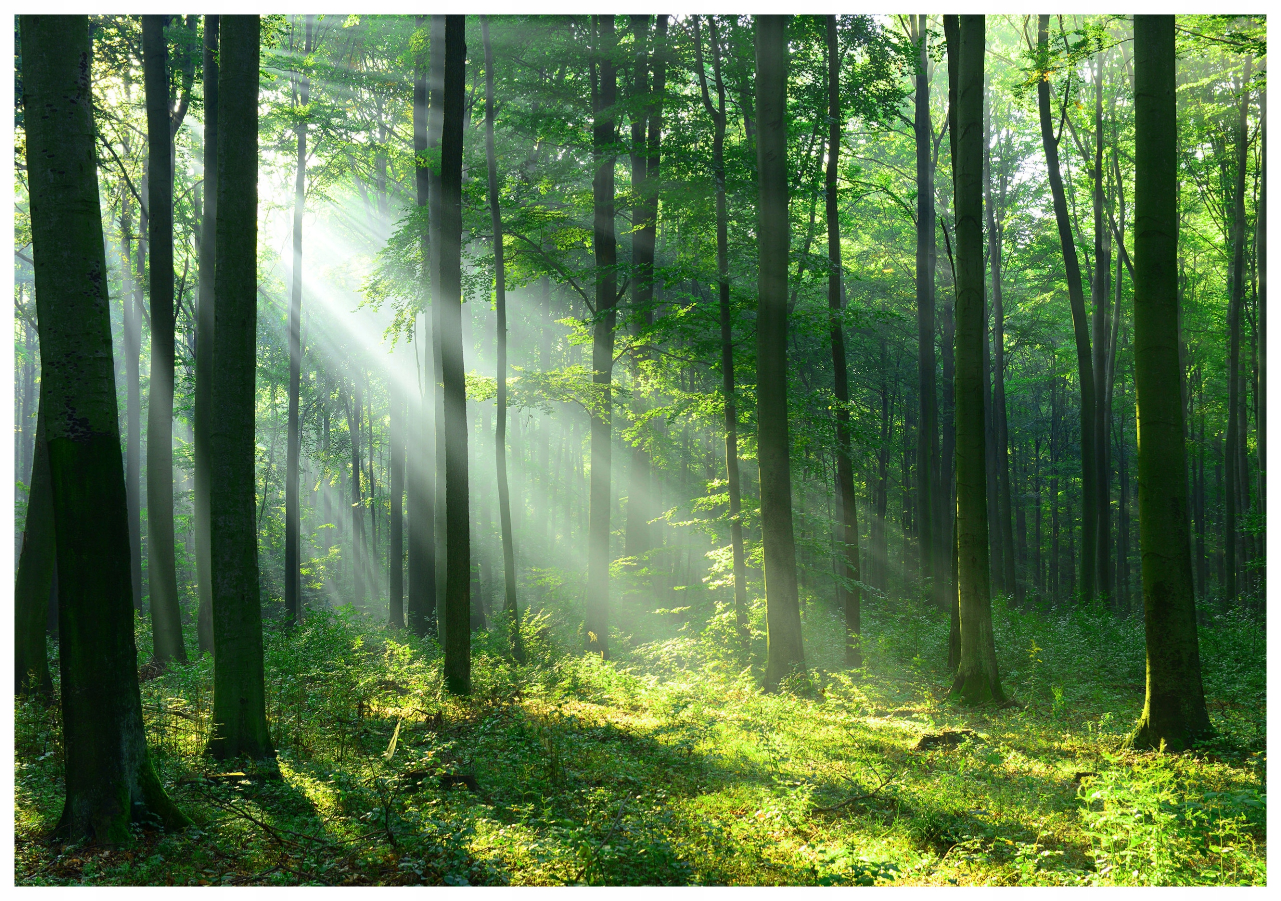 Fototapeta Slnečný idylický les Zelené ráno Svetlo 368x254 lepidlo