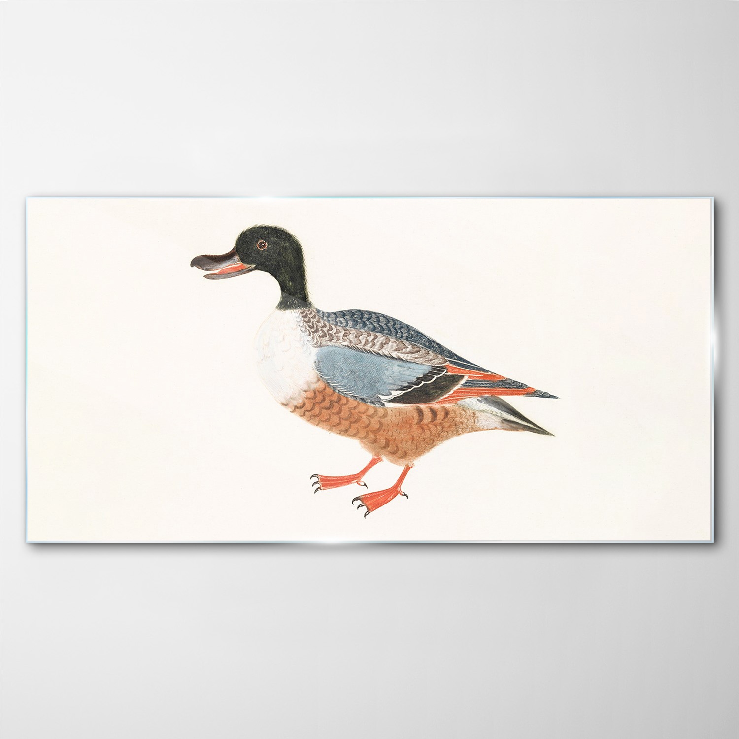 

Foto-obraz szklany Zwierzę kaczka pióra 140x70 cm