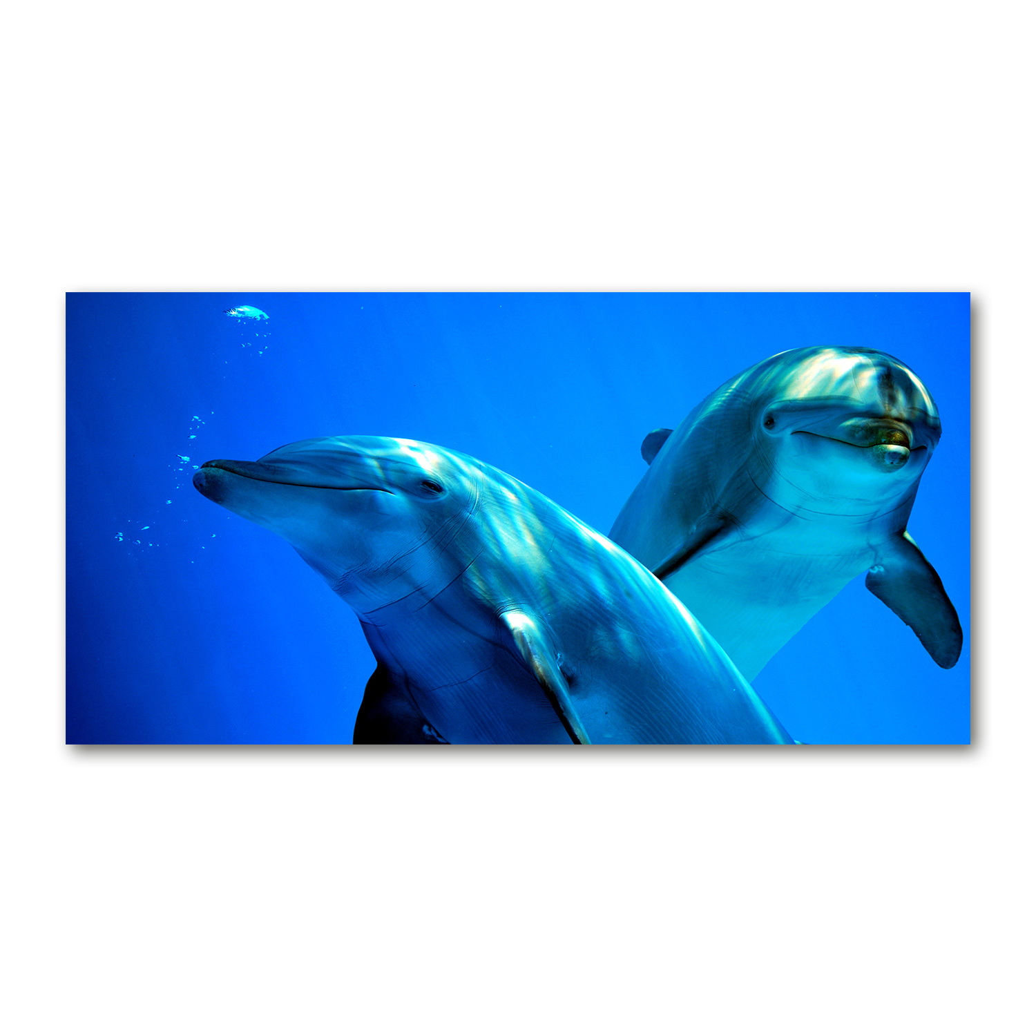 

Foto obraz na szkle akrylowym Dwa delfiny 120X60cm