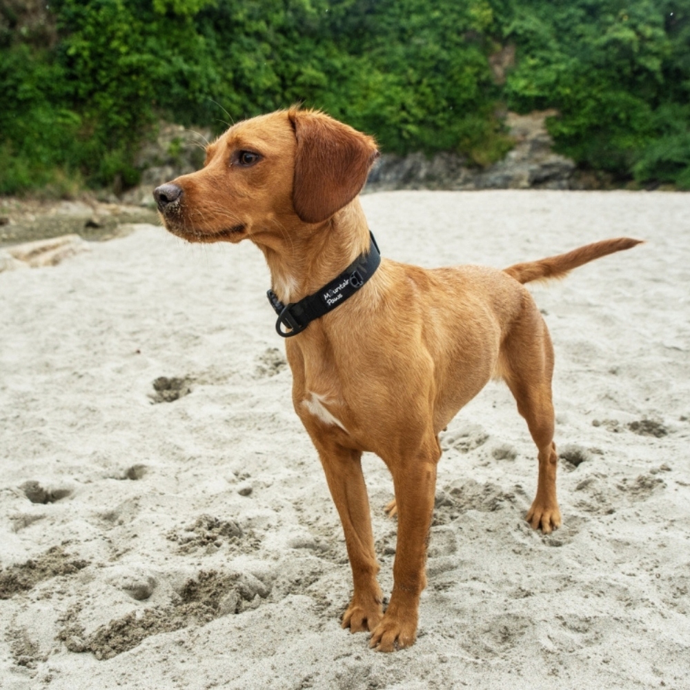 Levně Velmi odolný obojek pro psa Mountain Paws černý, velikost S