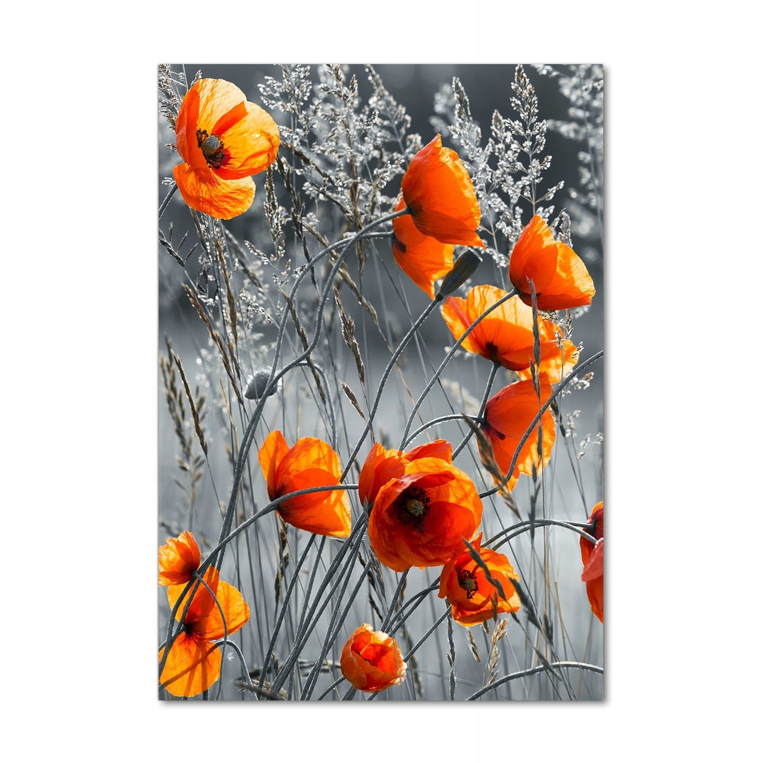 

Foto obraz akrylowy na ścianę Polne maki 70x100cm