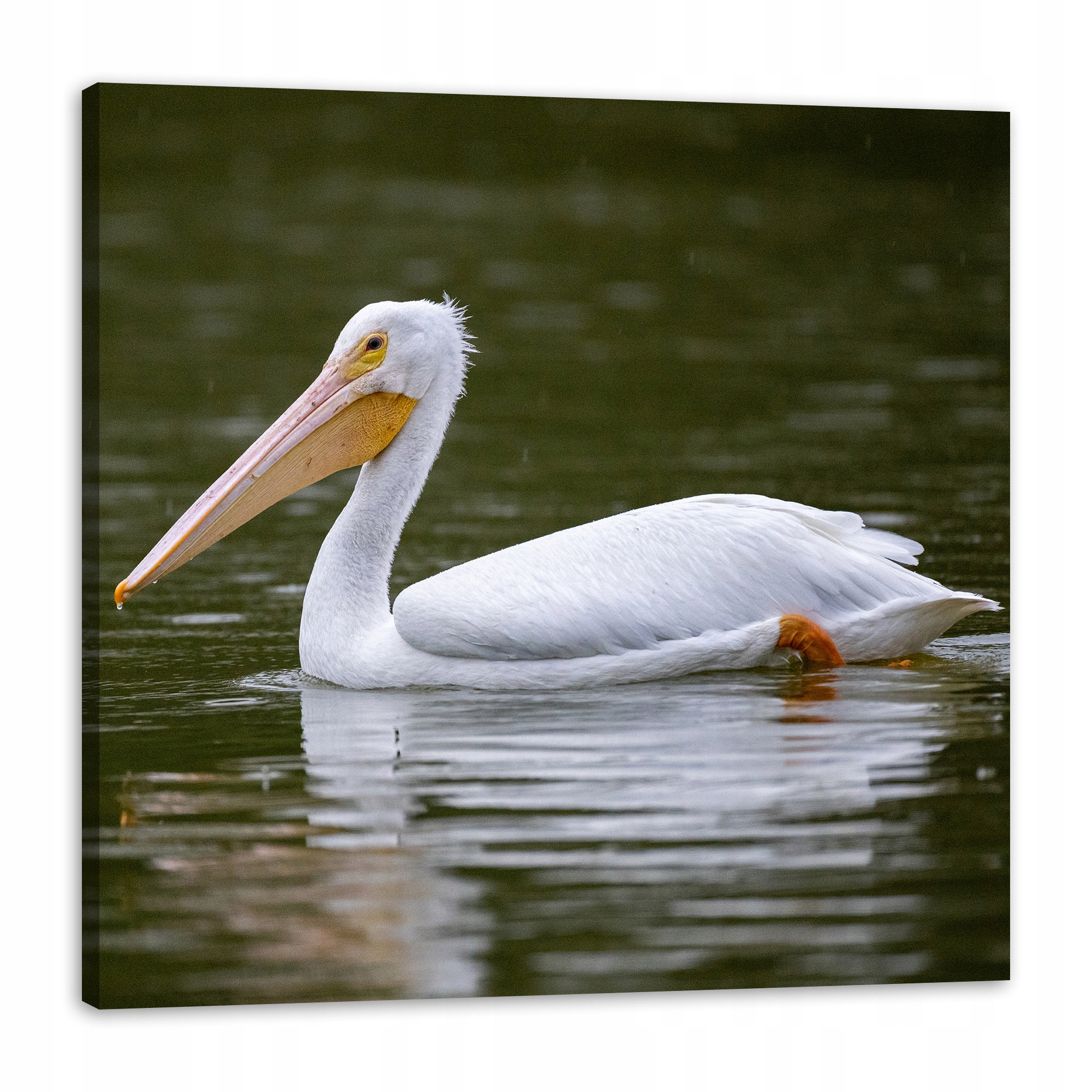 Obraz na plátně Zvířata Pelikán 90x90 cm