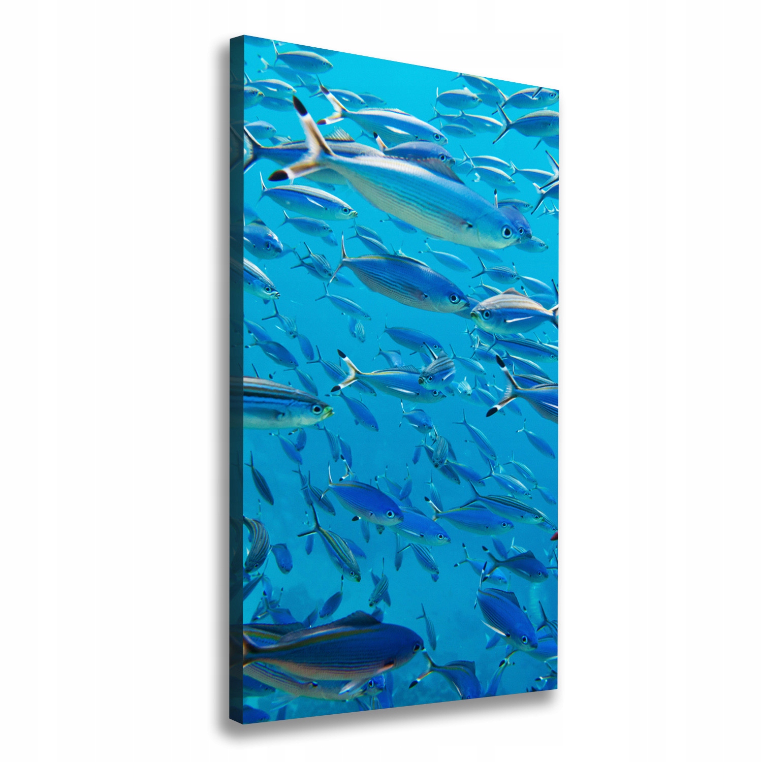 

Foto obraz canvas na ścianę Koralowe ryby 50x100cm