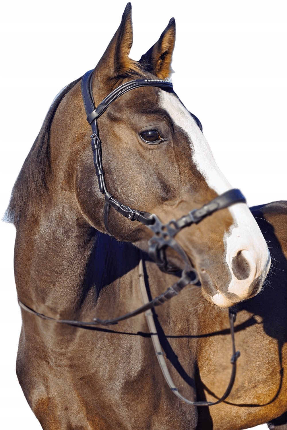 Ogłowie do hackamore Balotade Quick Brązowy Full EAN (GTIN) 5905378170049