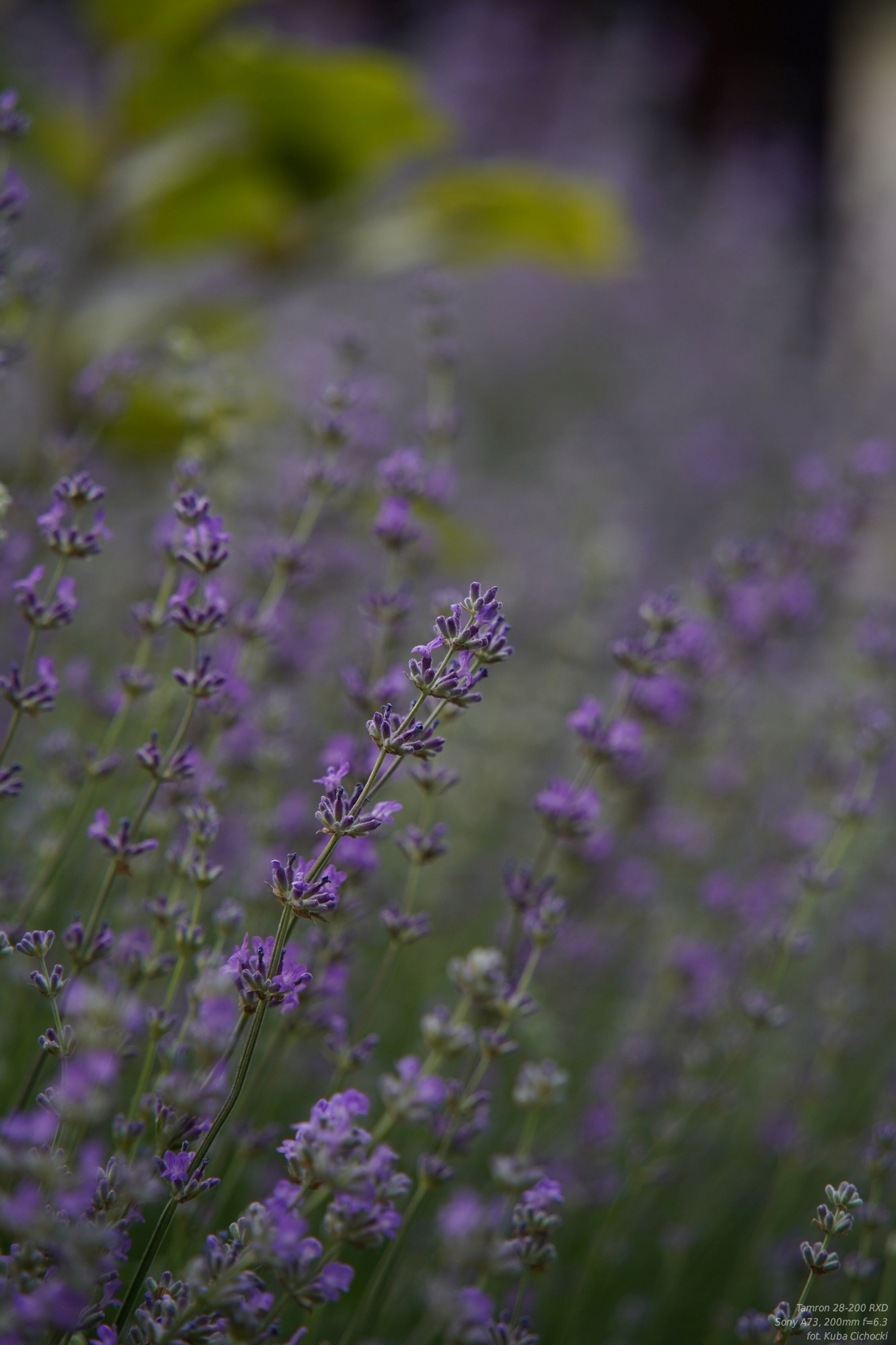 TAMRON 28-200 2.8-5.6 Di III RXD + TEST od Cichego Ogniskowa 28-200 mm