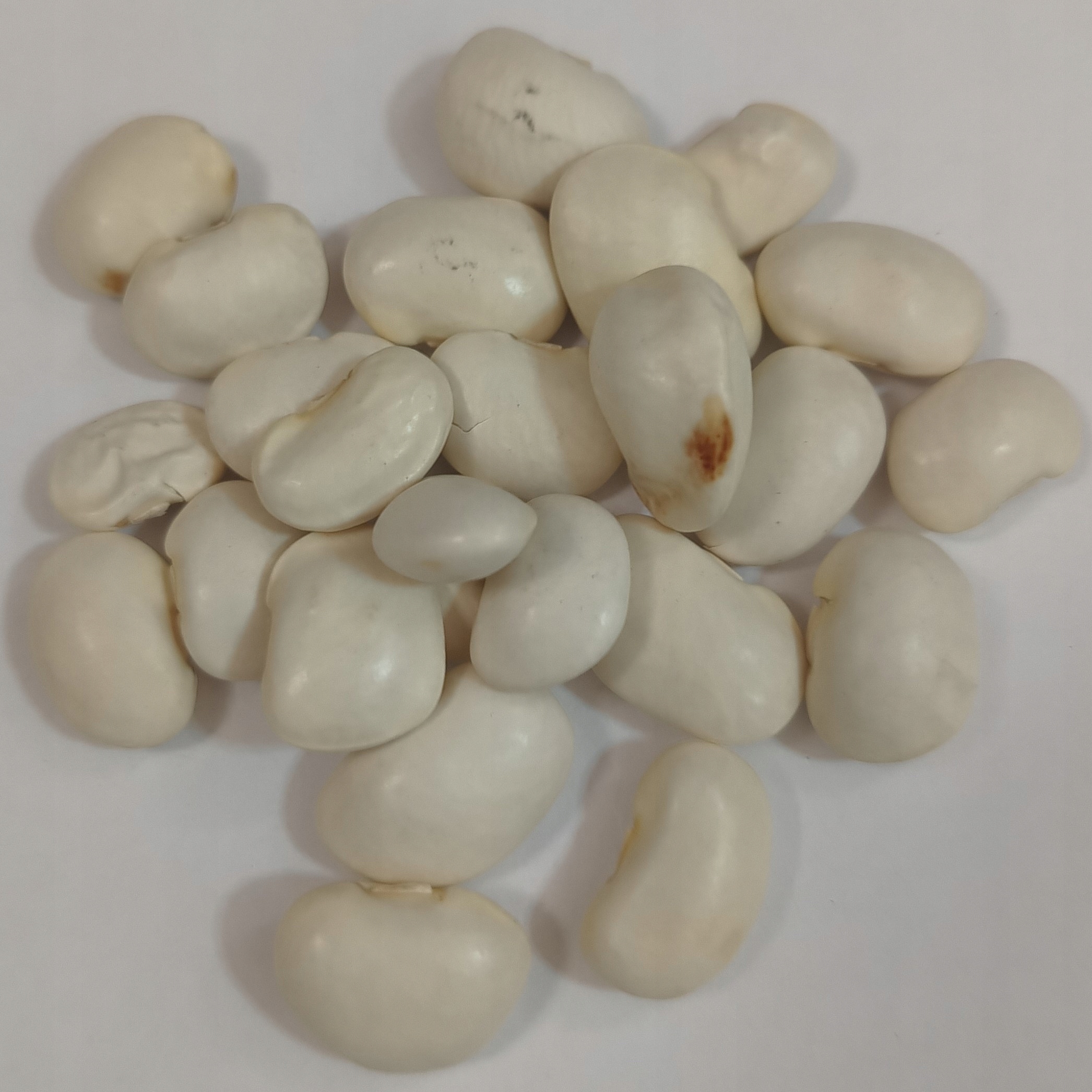 Levně Fazole Krásný trpasličí jasmín sušený 5 kg Rafex