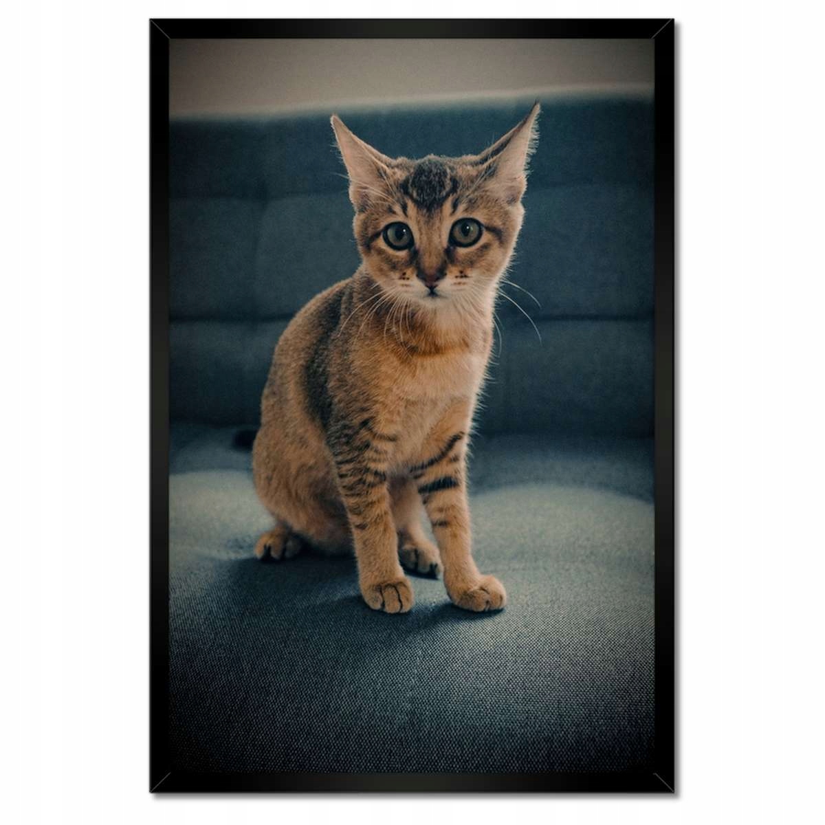 Plakáty v rámu 40x60 Kočička Kočky Kicia