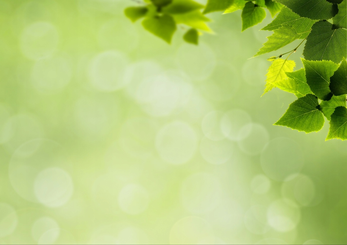 

Tapeta flizelinowa Zielone liście 312x219