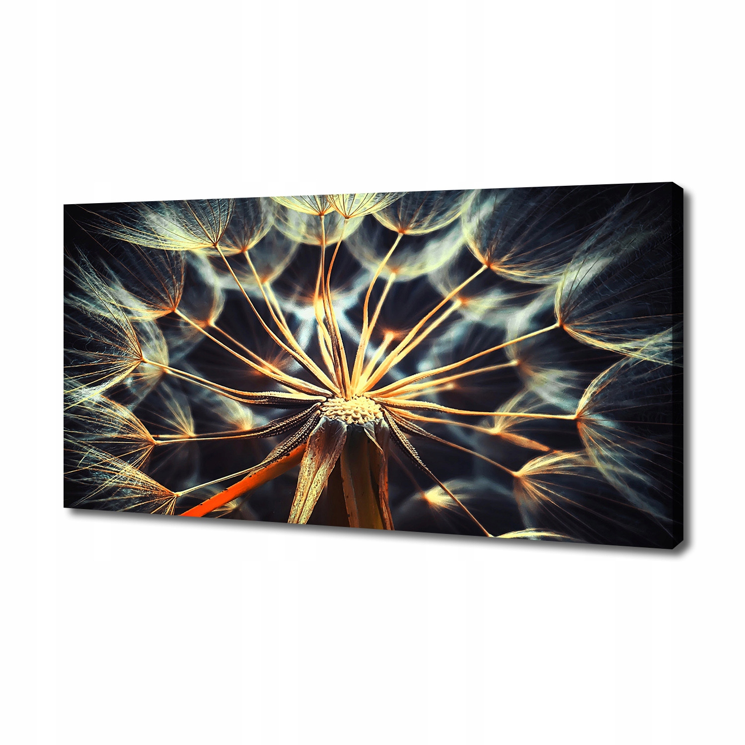 

Foto obraz canvas na ścianę Dmuchawce 140x70 cm