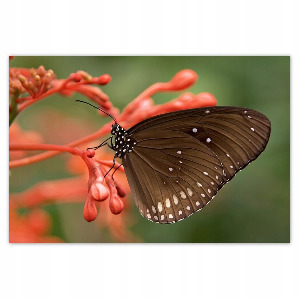 

Plakat 93x62 Brązowy motyl