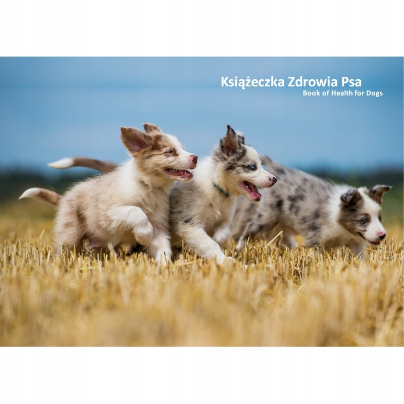 

Książeczka zdrowia psa szczenięta Border collie