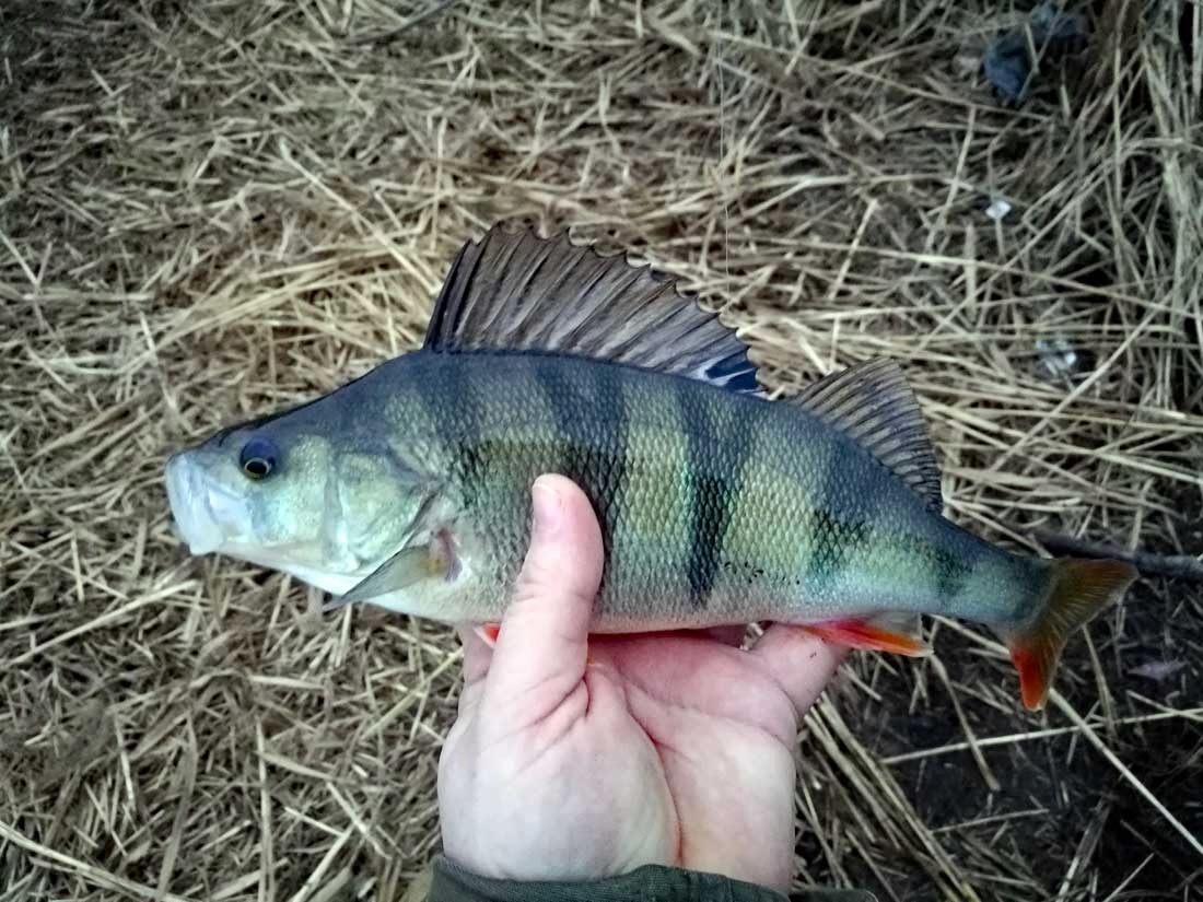 CYKADA NA OKONIA JAXON HR SWITCH BLADE 15g 5.8cm H Waga 15 g