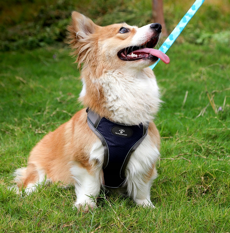 Levně Tréninkové Postroje Pro Psa Na Procházky Astro, Modré, Beztlakové, Pohodlné