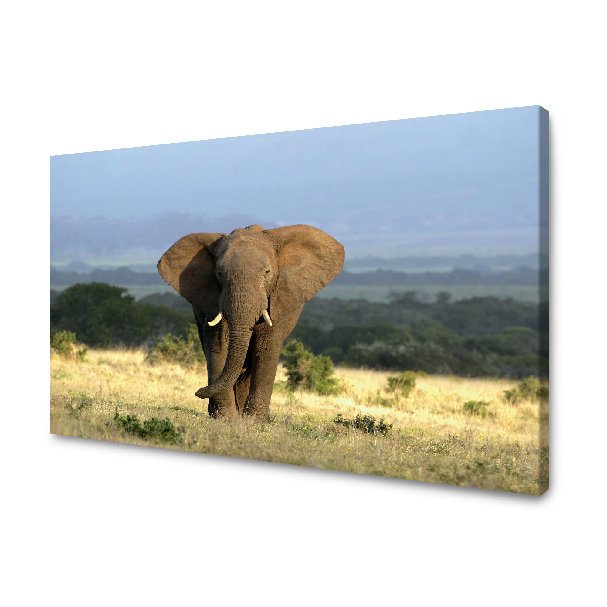 Obraz na plátně Slon Afrika Savana Příroda Umění 90x60 cm