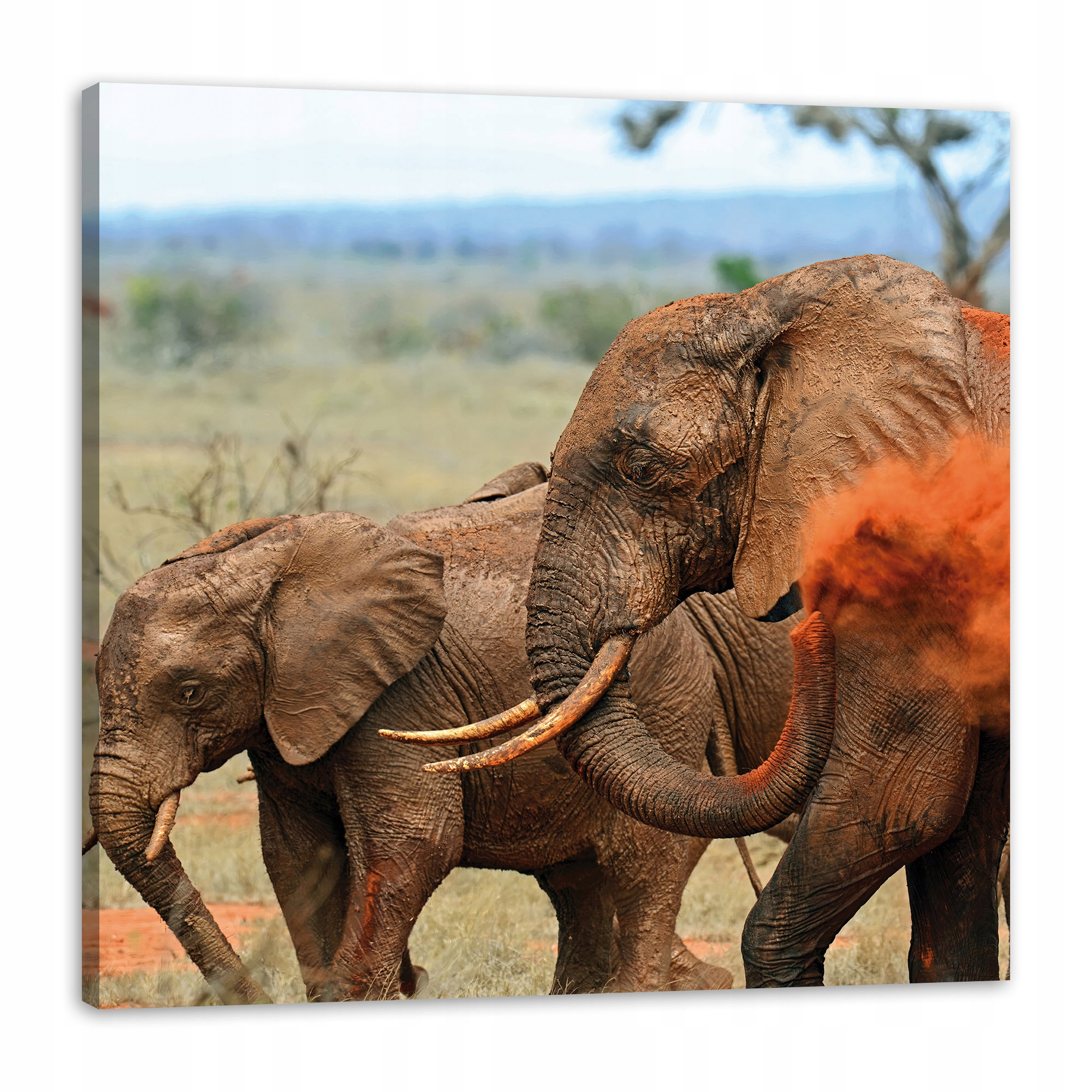 Obraz na plátně Pár slonů Savana Afrika Příroda 90x90 cm