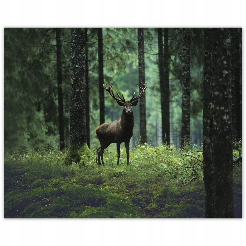 

Plakat 50x40 Jeleń Jelenie Las Pejzaż