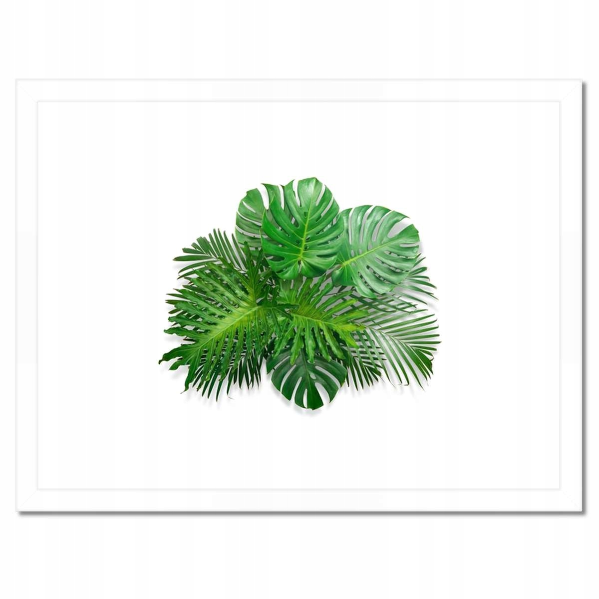 Plakáty v rámu 40x30 Monstera děravé listy