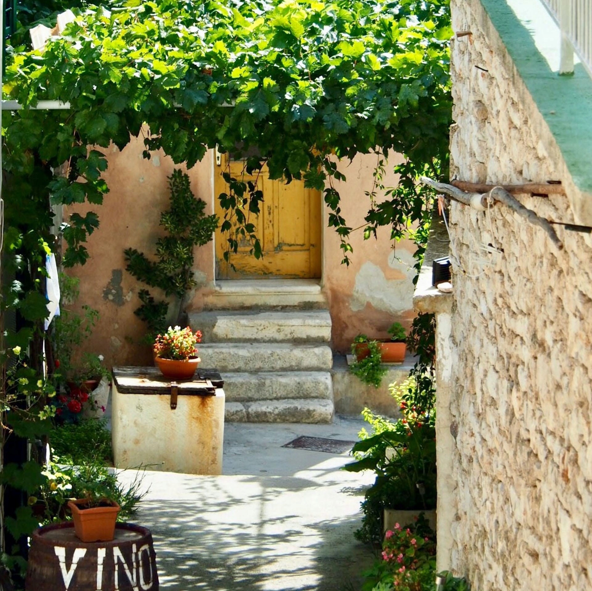 ВИНОГРАД АРОМАТНЫЙ лиана МЕДОНОСНАЯ рассада 2L