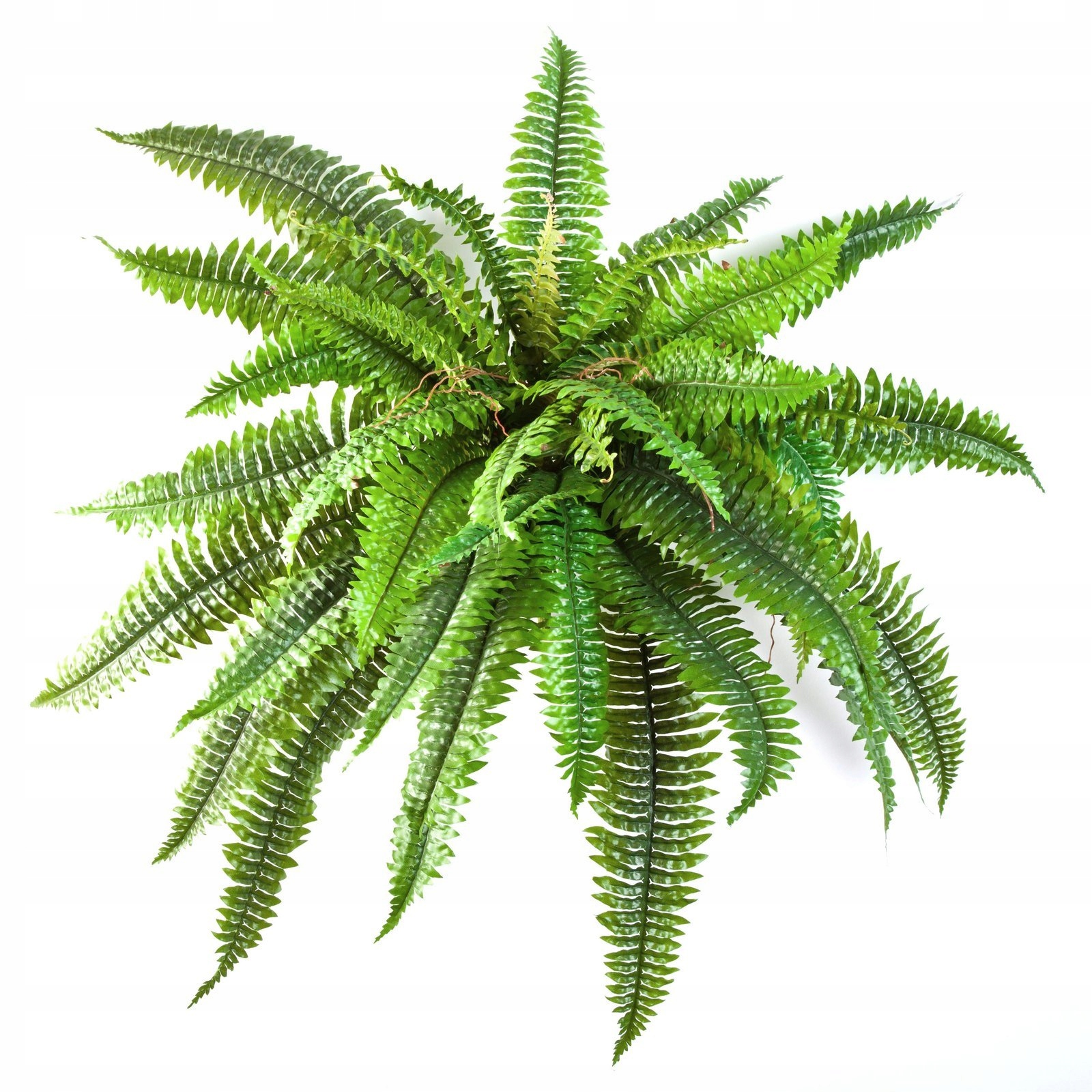 

gęsta bogata sztuczna paproć Boston 80 cm paprotka