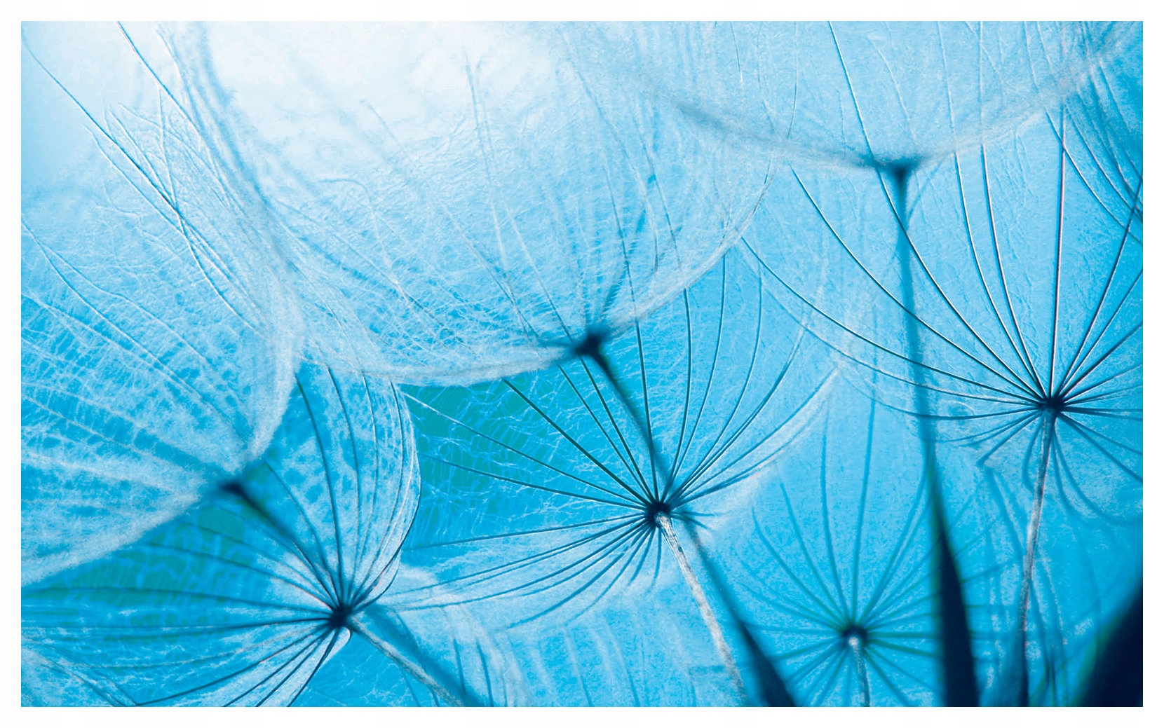 Fototapeta Nadýchané foukače v modré jemnosti 208x146 lepidlo