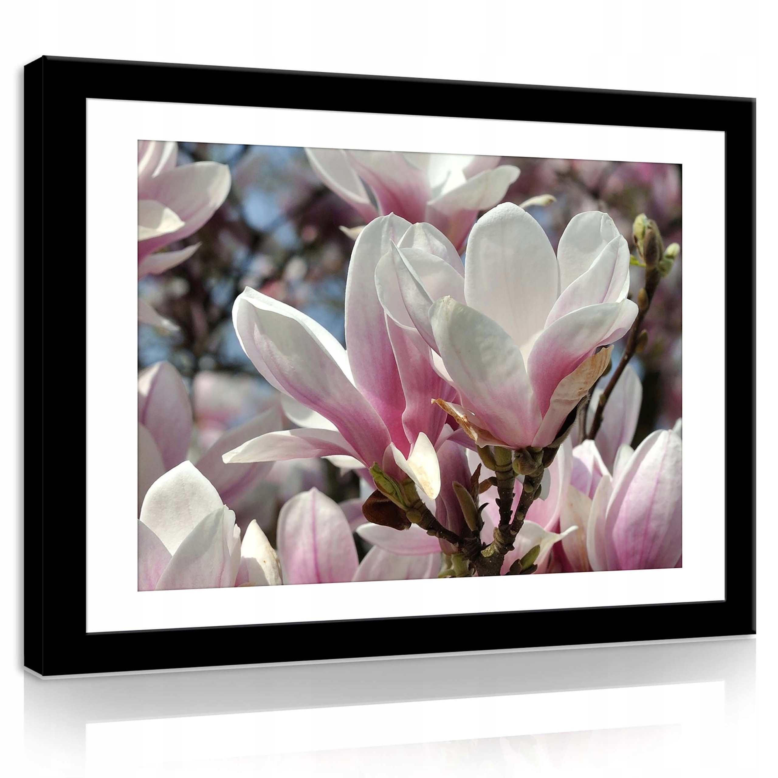 Obraz 80x60 Magnolie květiny jaro růžová bílá příroda svěžest