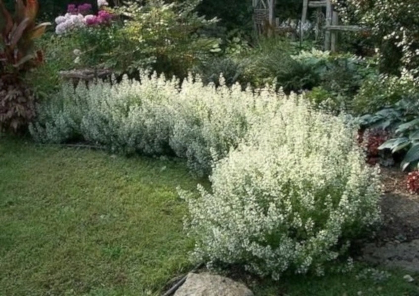 KOCIMIĘTKA FAASSENA Biała - sadzonki w doniczkach