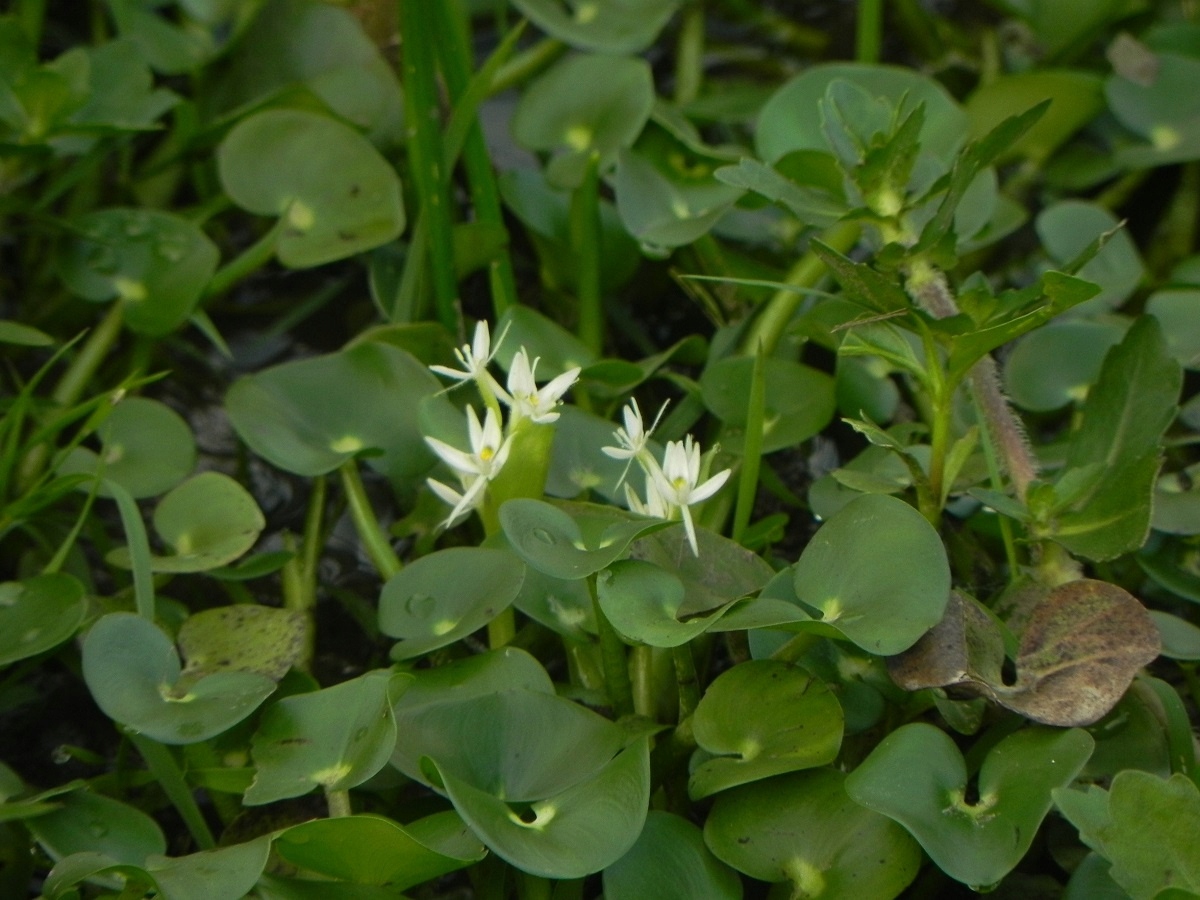 INVITAL Heteranthera reniformis koszyk Ø 9 cm