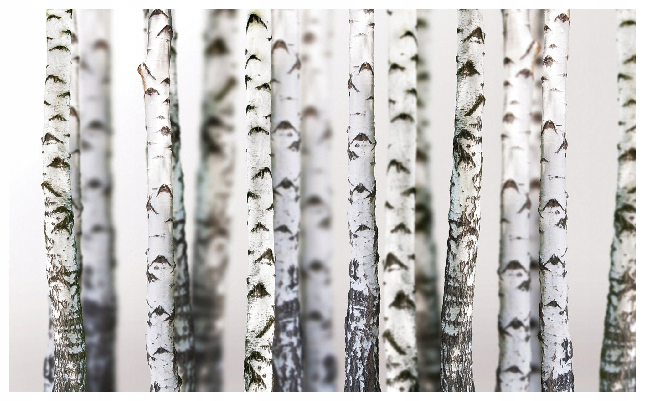 Fototapeta Břízový les Vinylová perspektiva 312x219 lepidlo