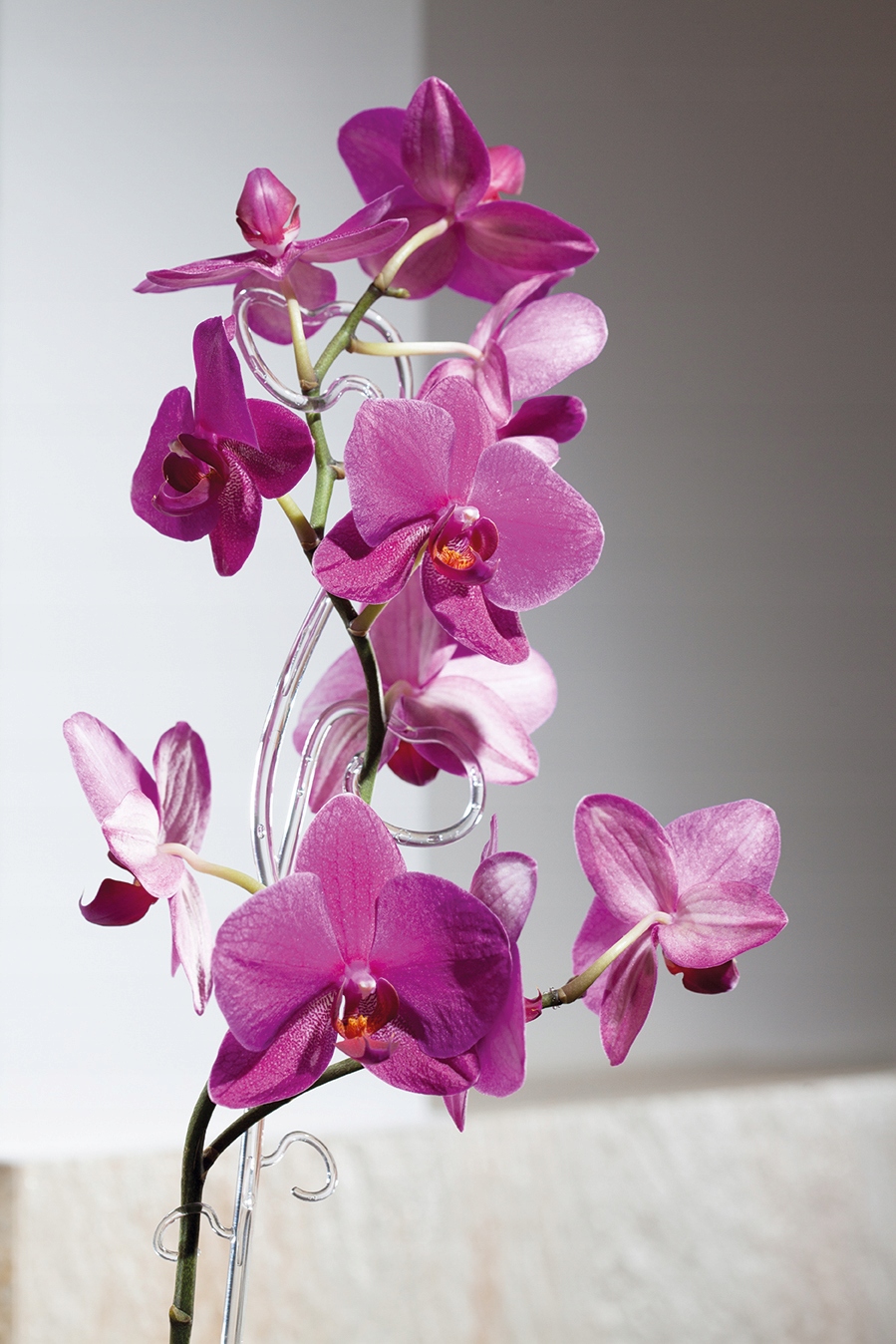 Podpórka do storczyka 59cm - 9 kolorów Marka Form-Plastic