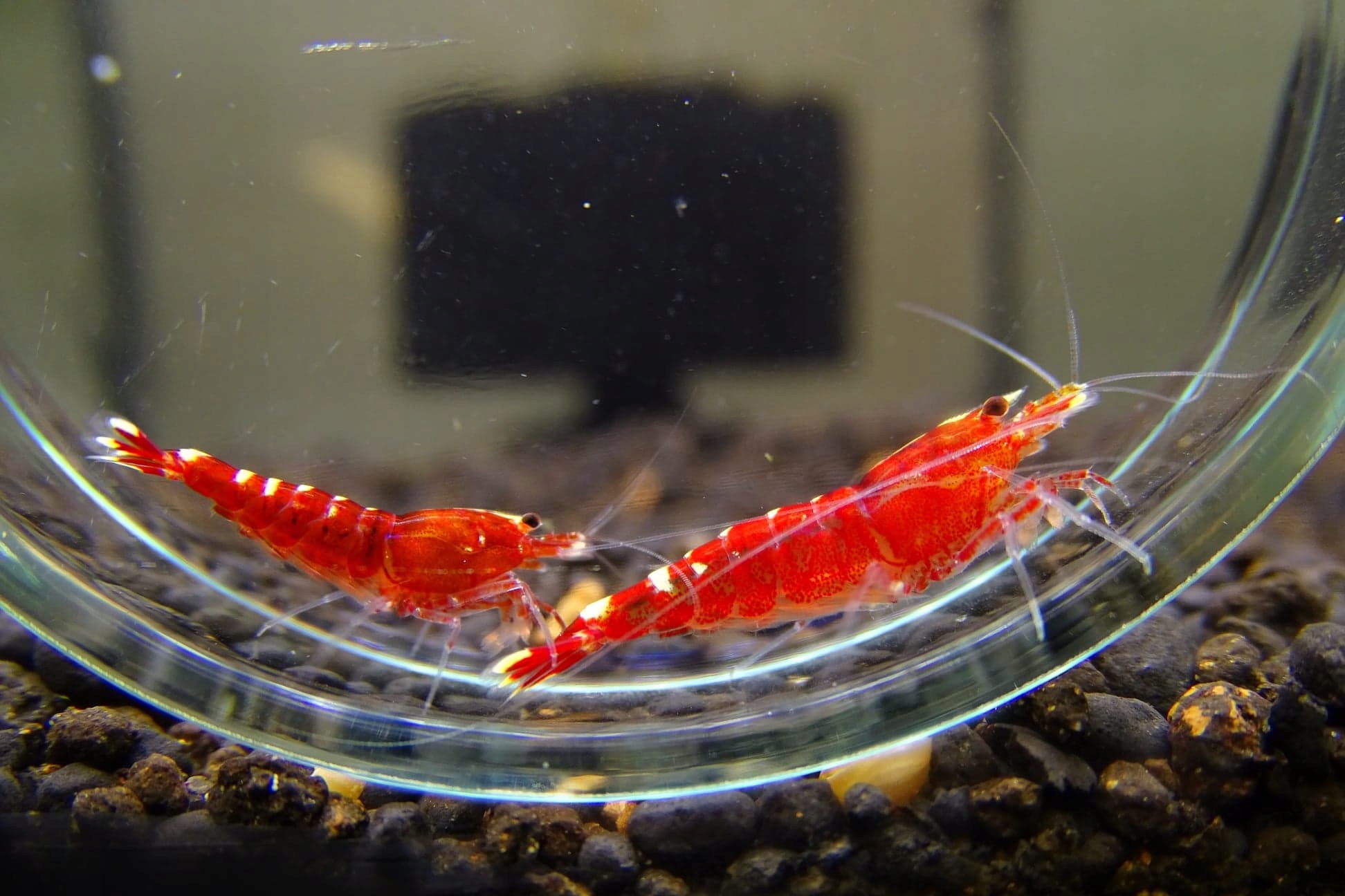 Креветка Taiwan Galaxy Red Poselekcyjna