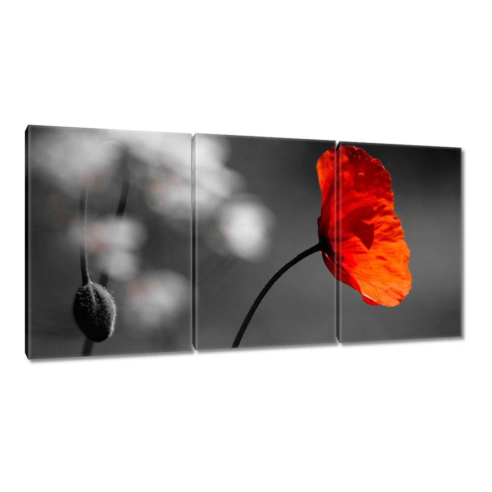 

Obrazy 240x120 Rozkwitnięty czerwony mak