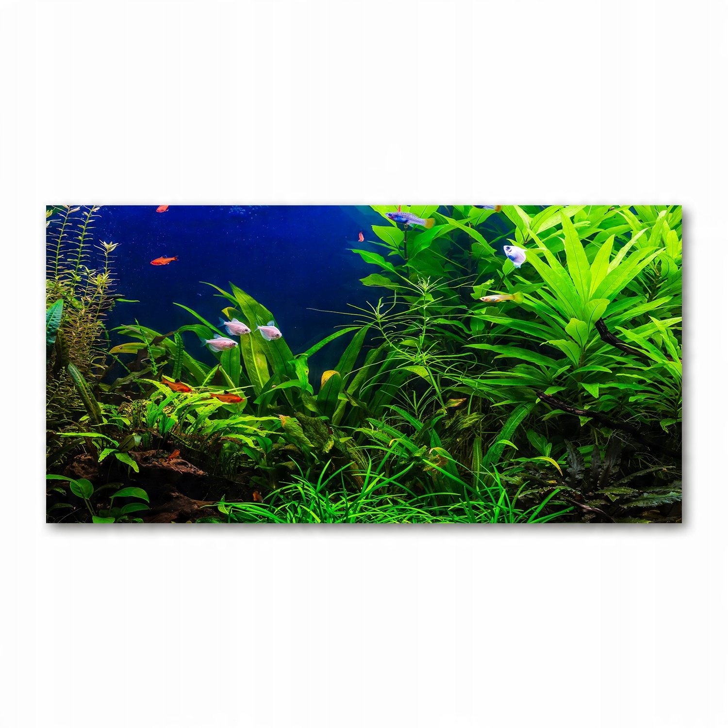 

Foto obraz akryl zdjęcie Ryby w akwarium 120X60 cm