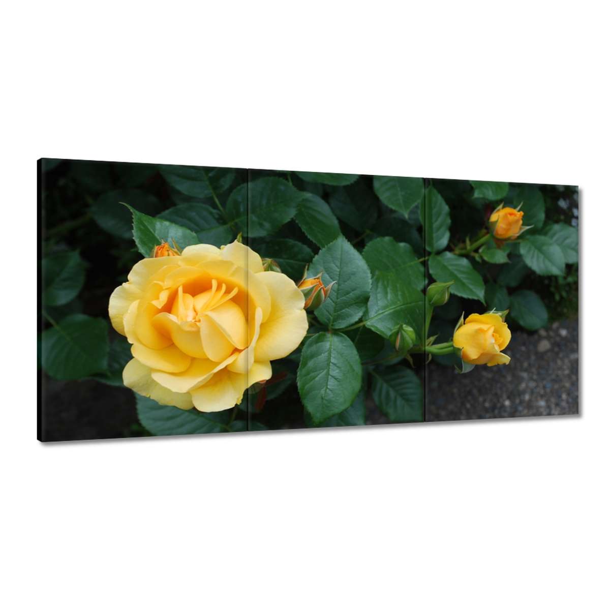 Obrazy 180x90 Žltá ruža