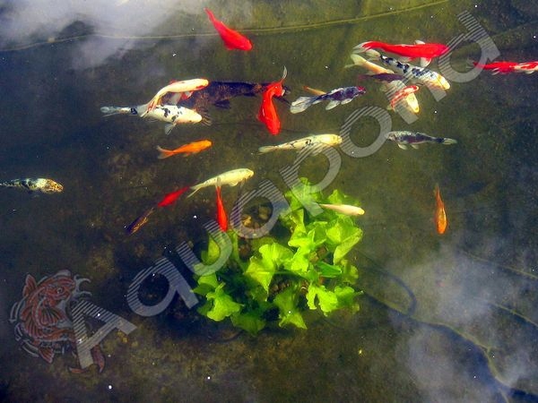 FILTR TRZYKOMOROWY 360L (3x120L) DO OCZKA -36000L Marka Aquapond