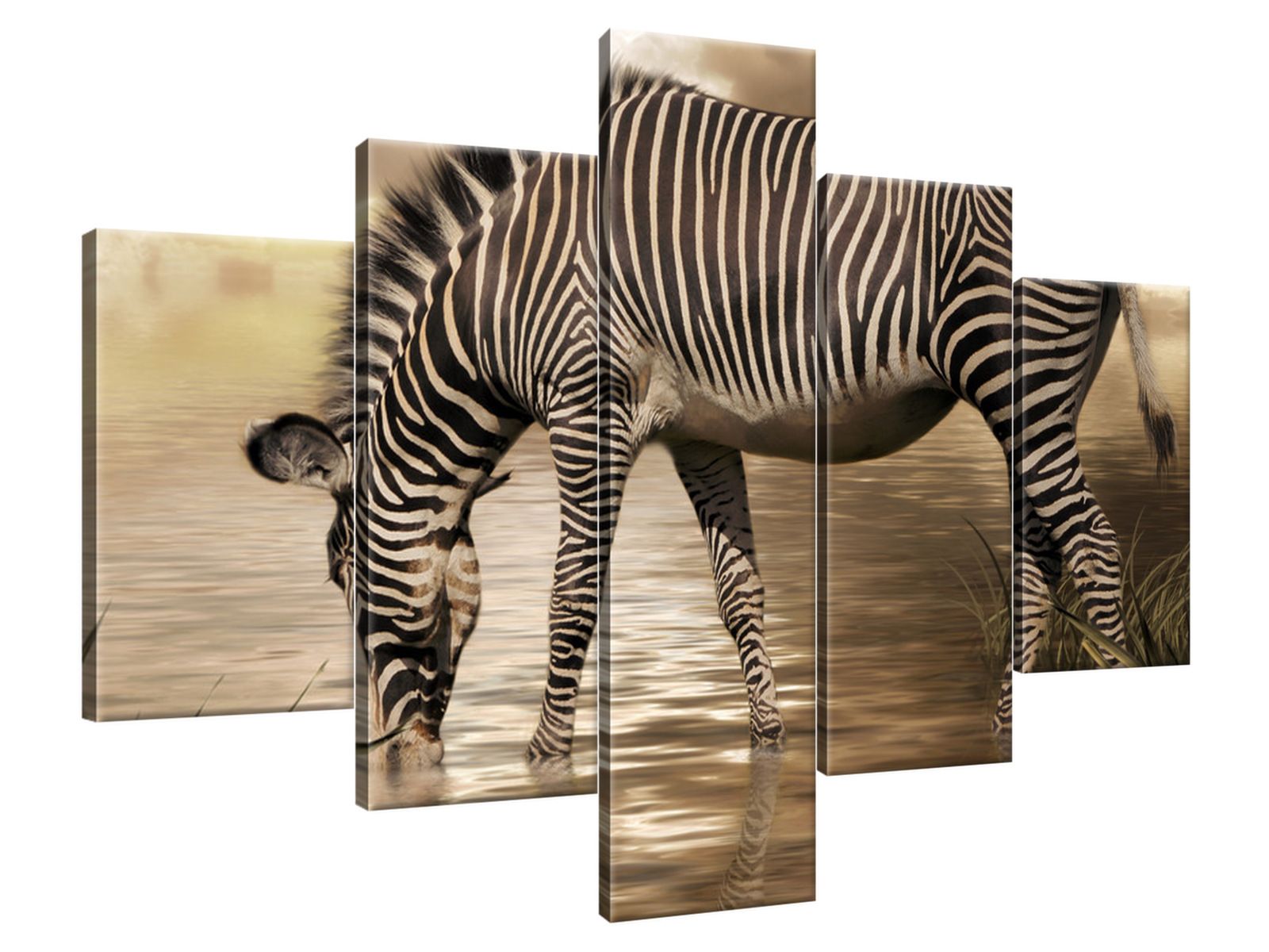 

Obraz Drukowany 100x70 Zebra przy wodopoju malowi