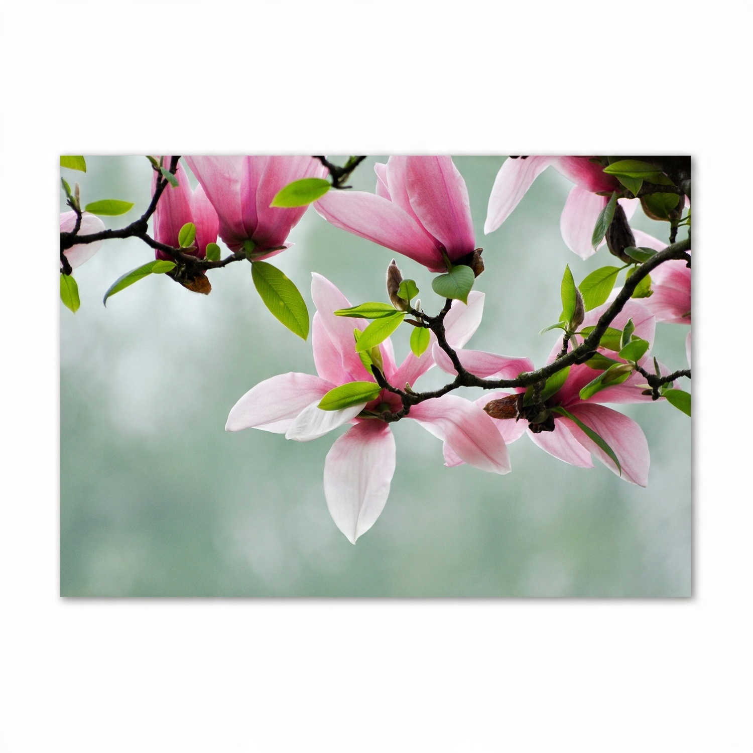 

Obraz zdjęcie na ścianę akryl Magnolia 100x70 cm