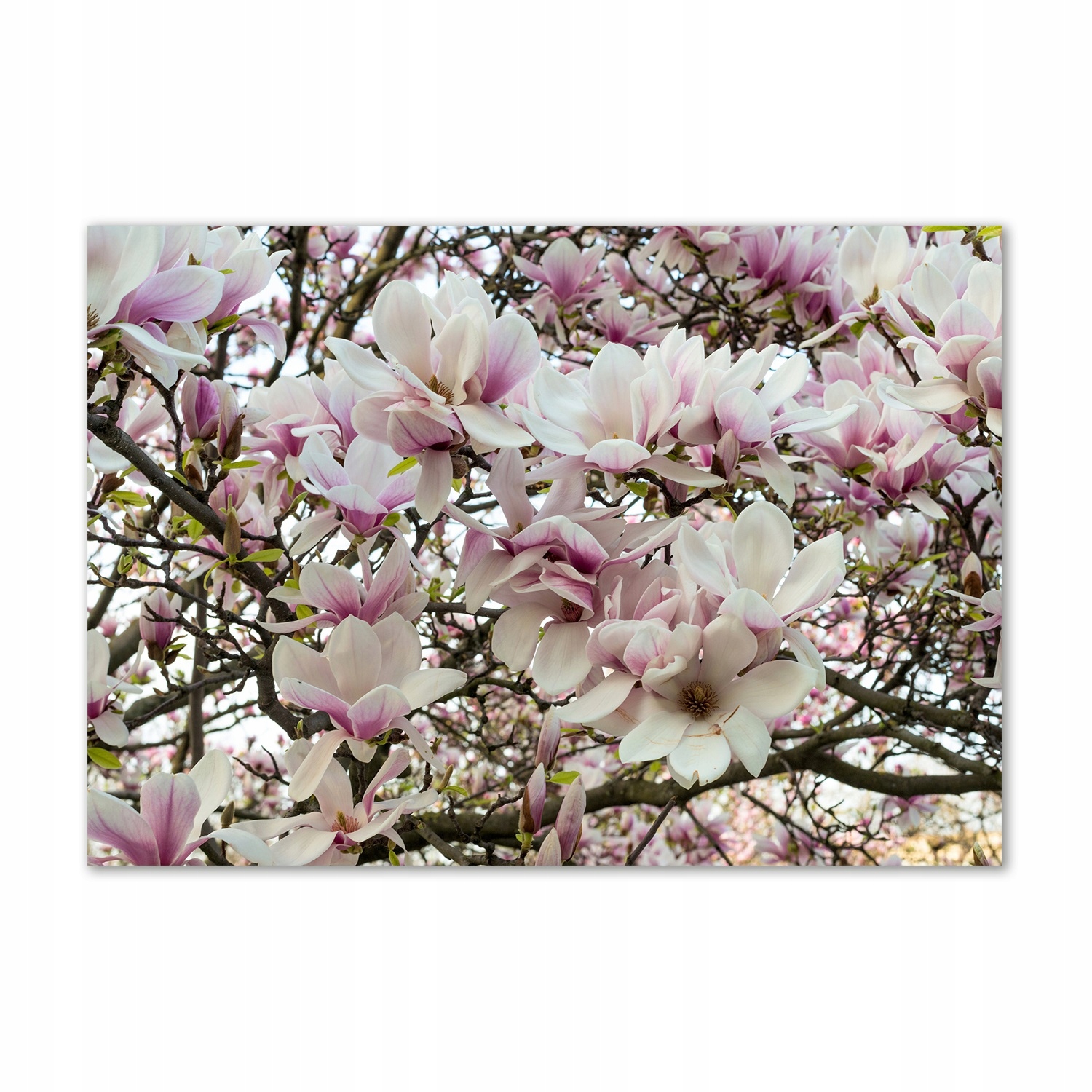 

Fotoobraz na ścianę szklany Kwiaty magnolii 100x70