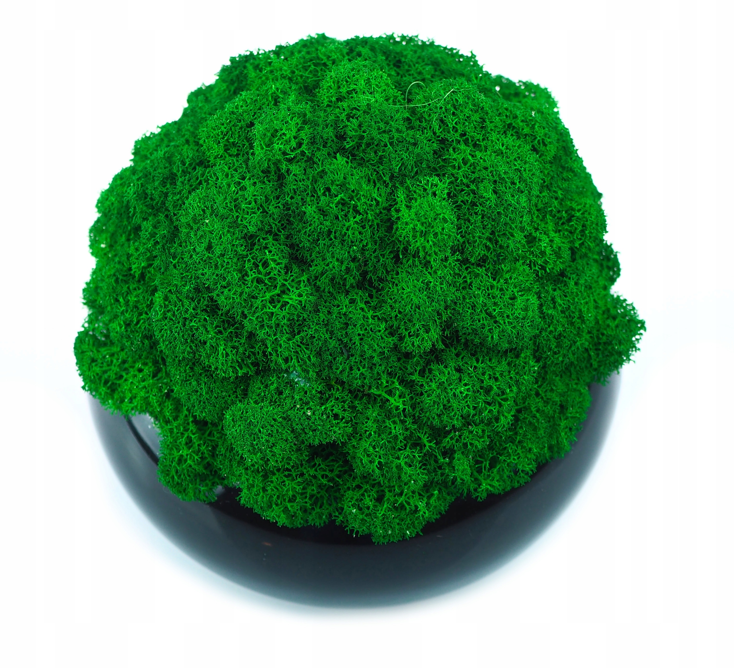 MECH chrobotek w DONICZCE różne kolory MIKROKLIMAT doniczka z mchem Forma w doniczce, pojemniku