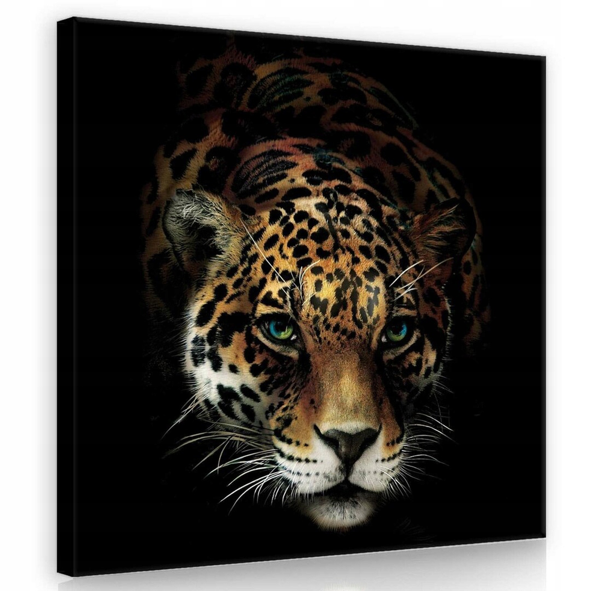 Obraz Na Plátně Canvas 80x80 Jaguar Kočka Příroda
