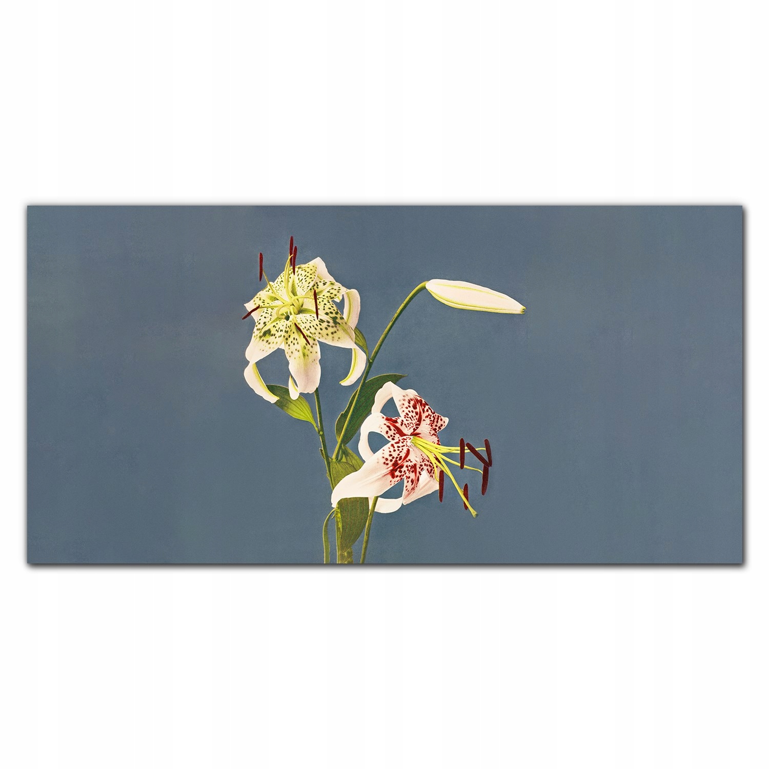 Obraz na plátne na stenu Kvety rastliny 140x70 cm