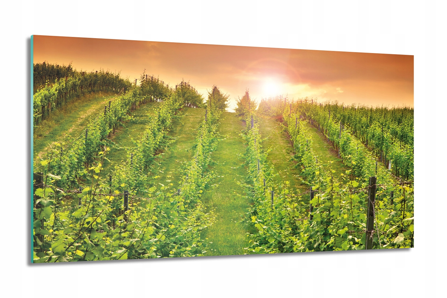 Vinice západu slunce Skleněný fotoobraz 100x60 grafika