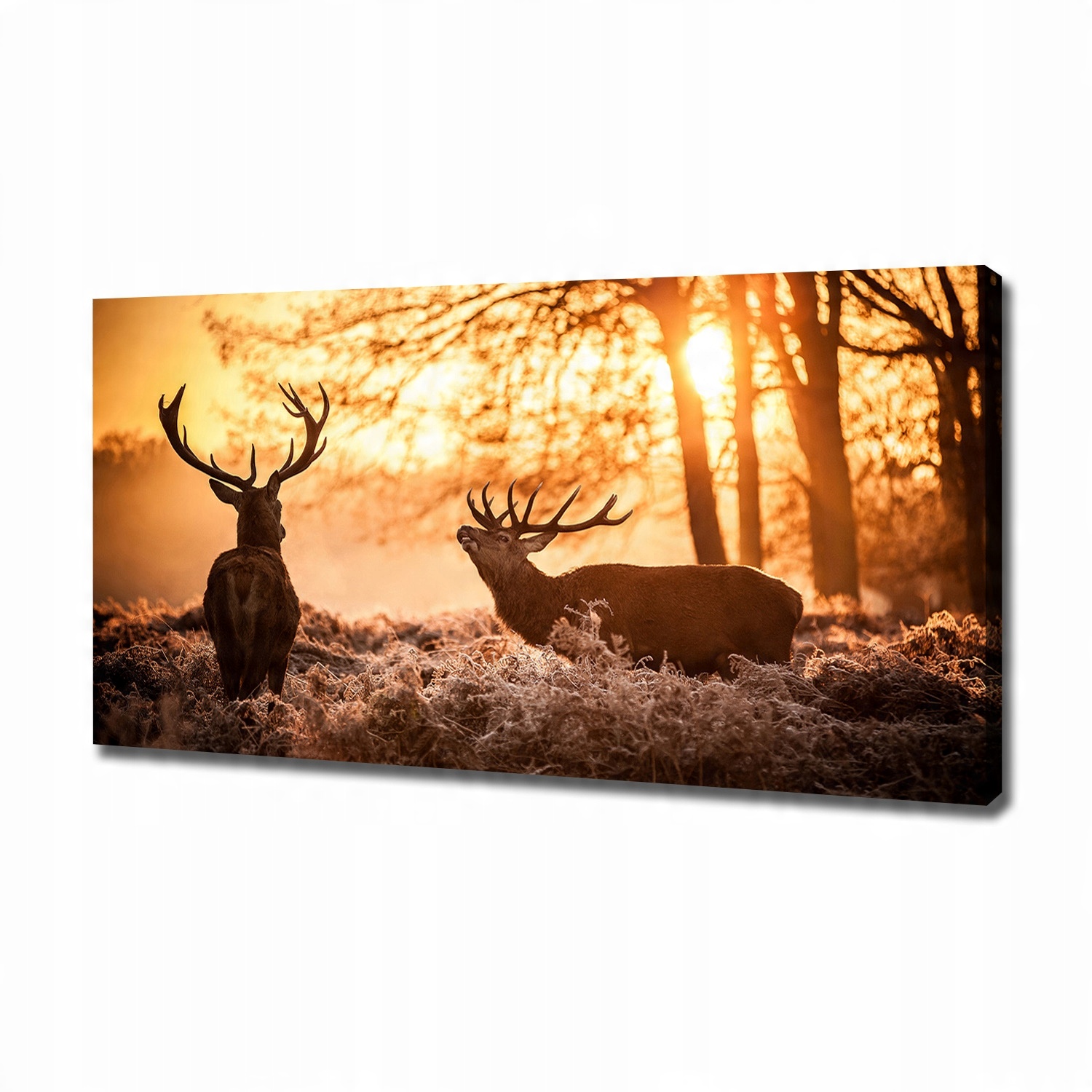 

Foto obraz na płótnie Jelenie wschód 120x60 cm