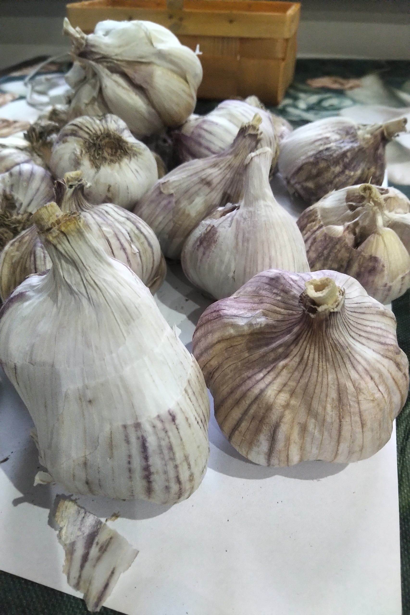 Levně česnek polský Harnaś čerstvý 10 kg sklizeň 2025